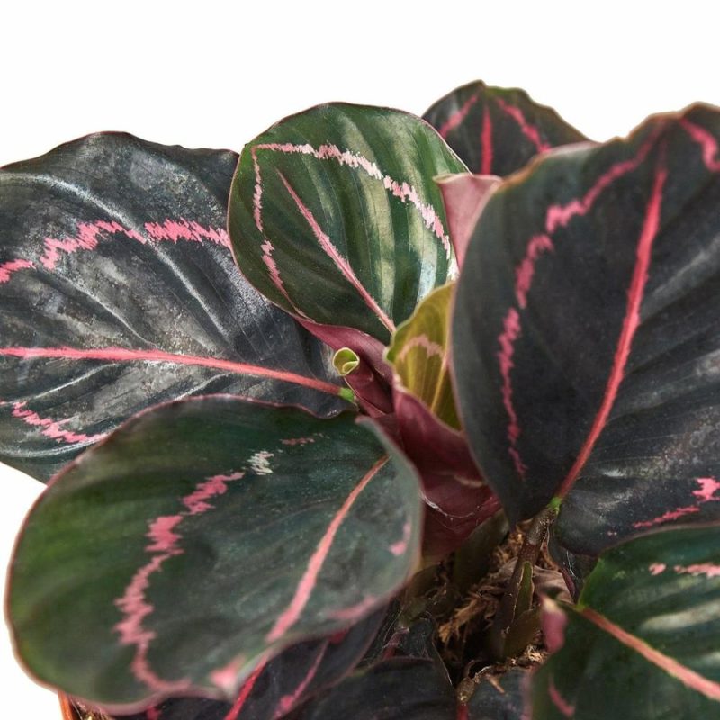 Plants | Calathea ‘Dottie’ Plants Plants