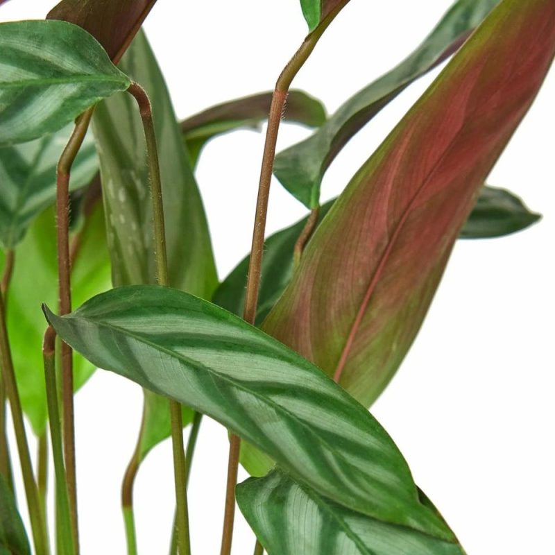 Plants | Calathea ‘Grey Star’ Plants Plants