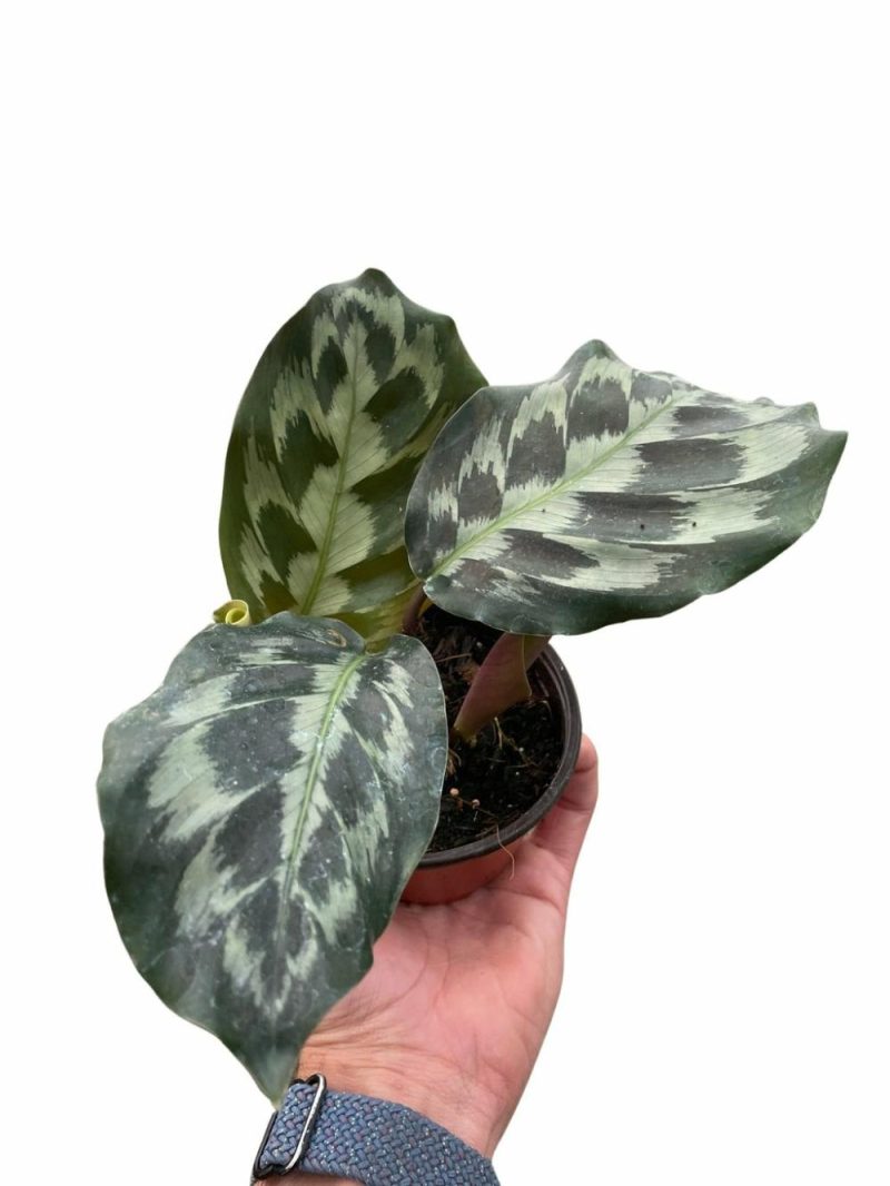 Plants | Calathea ‘Kennedy’ Plants Plants