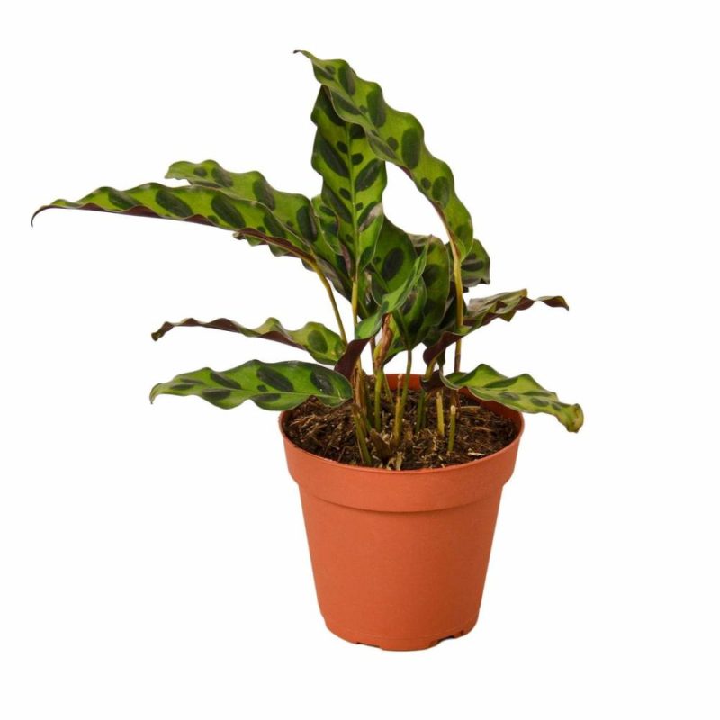 Plants | Calathea Lancifolia ‘Rattlesnake’ Plants Plants