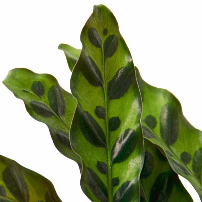 Plants | Calathea Lancifolia ‘Rattlesnake’ Plants Plants