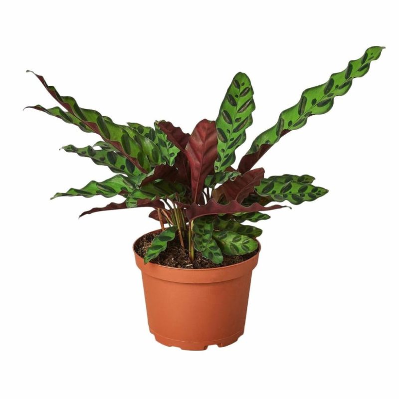 Plants | Calathea Lancifolia ‘Rattlesnake’ Plants Plants