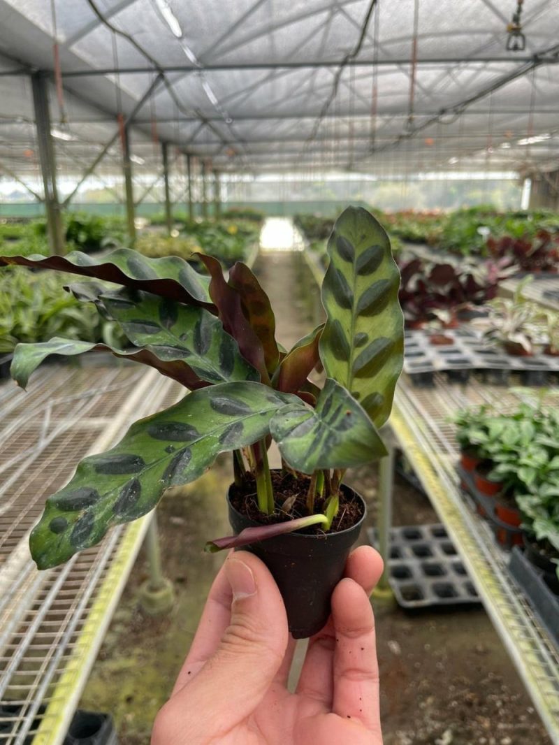 Plants | Calathea Lancifolia ‘Rattlesnake’ Plants Plants