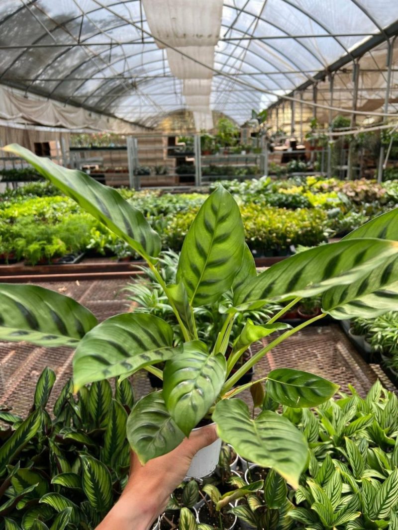 Plants | Calathea Leopardina Plants Plants