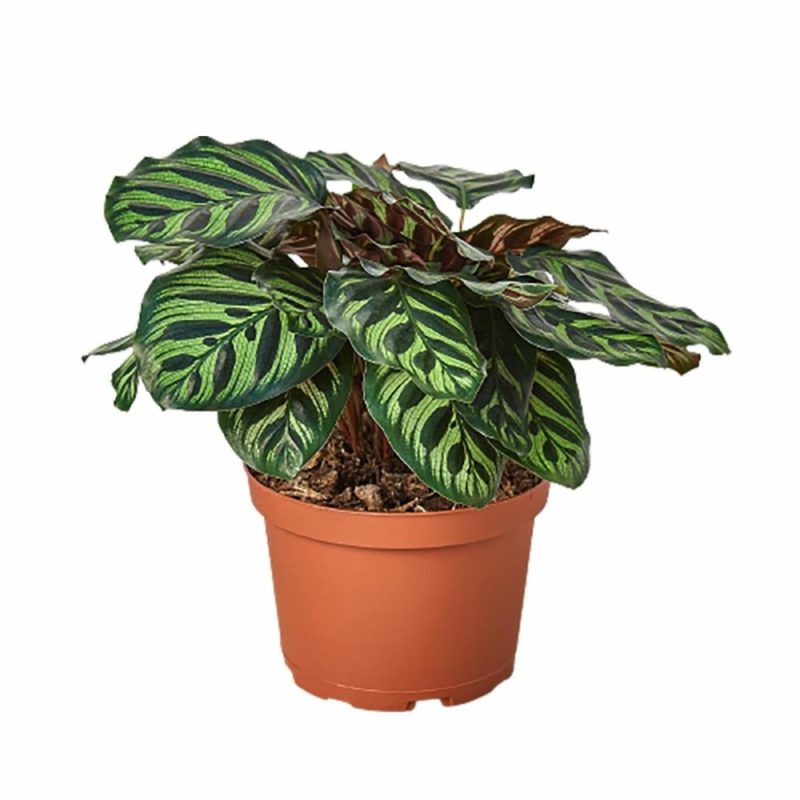 Plants | Calathea ‘Makoyana’ Plants Plants