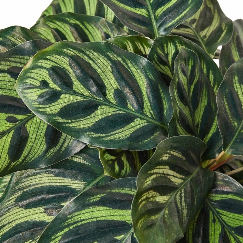 Plants | Calathea ‘Makoyana’ Plants Plants