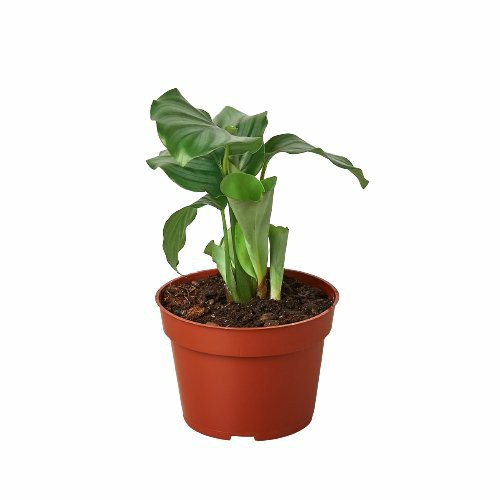 Plants | Calathea ‘Orbifolia’ Plants Plants