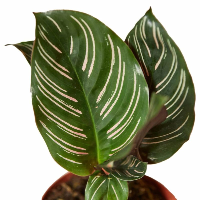 Plants | Calathea ‘Ornata’ Plants Plants