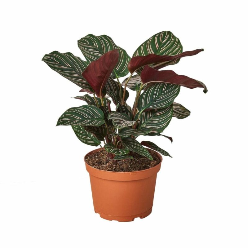 Plants | Calathea ‘Ornata’ Plants Plants