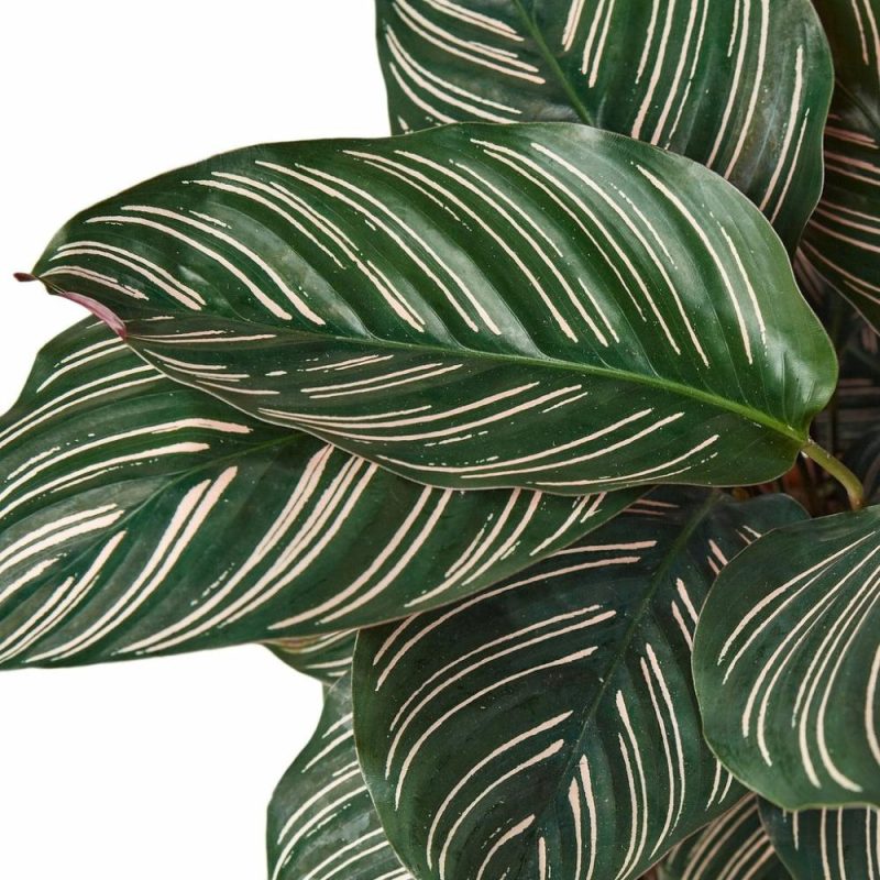 Plants | Calathea ‘Ornata’ Plants Plants