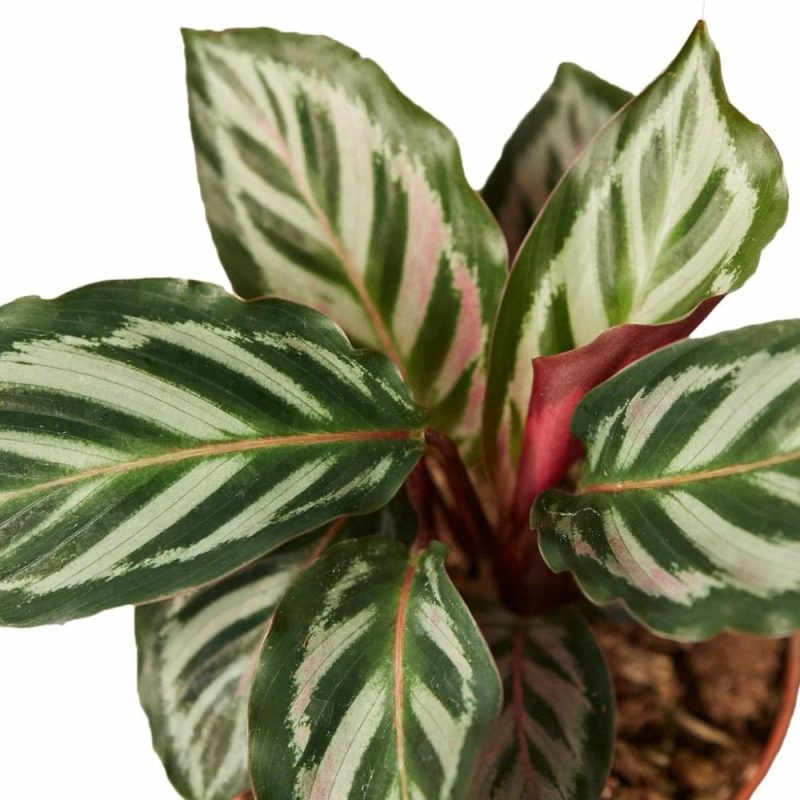 Plants | Calathea ‘Peacock’ Plants Plants