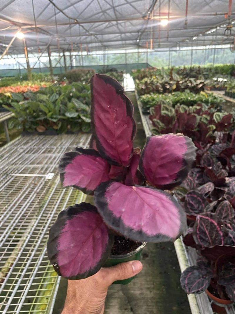 Plants | Calathea ‘Purple Rose’ Plants Plants