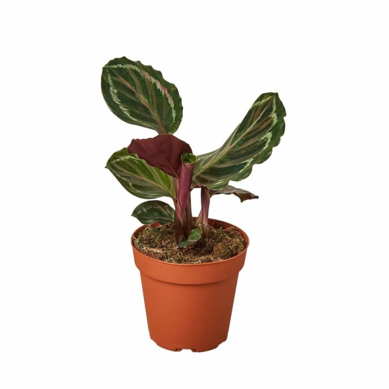 Plants | Calathea Roseopicta ‘Medallion’ Plants Plants