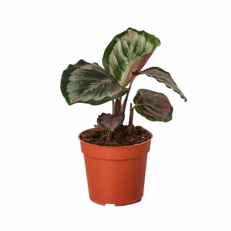 Plants | Calathea Roseopicta ‘Medallion’ Ii – 4″ Pot Plants Plants