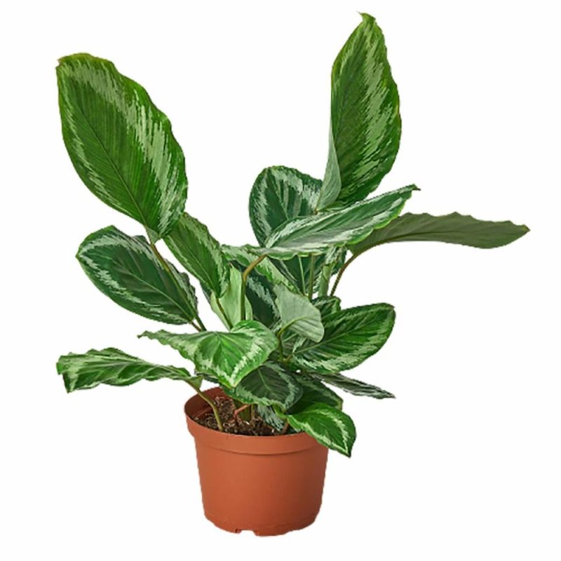 Plants | Calathea Roseopicta ‘Medallion’ Iii – 6″ Pot Plants Plants