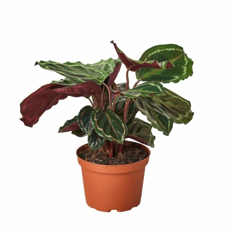 Plants | Calathea Roseopicta ‘Medallion’ Plants Plants