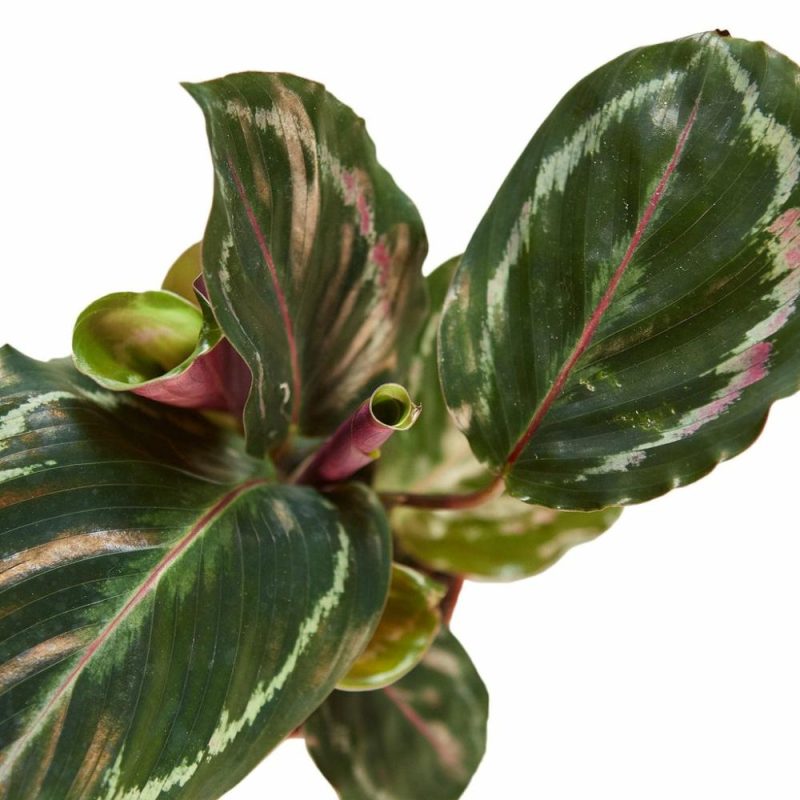 Plants | Calathea Roseopicta ‘Medallion’ Plants Plants