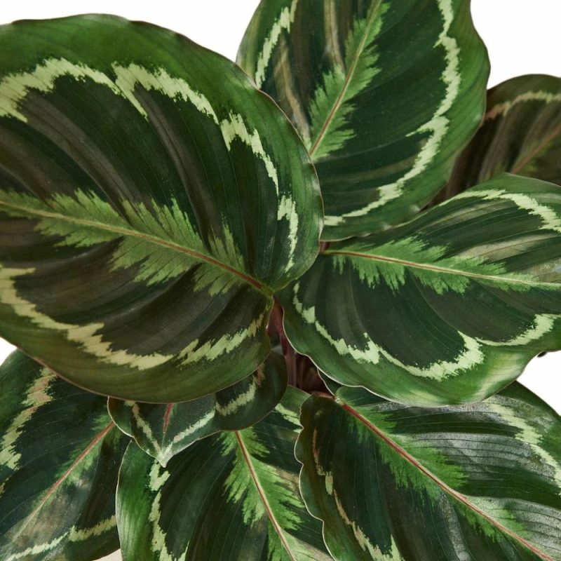 Plants | Calathea Roseopicta ‘Medallion’ Plants Plants