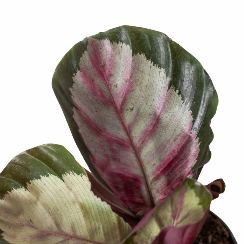 Plants | Calathea Roseopicta ‘silvia’ Plants Plants