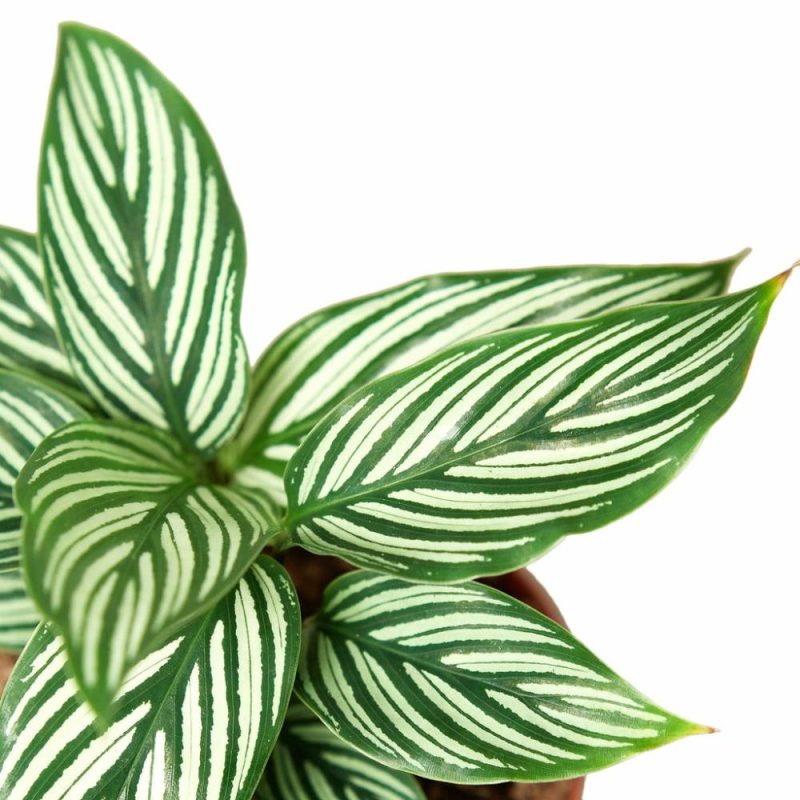 Plants | Calathea ‘Vittata’ Plants Plants