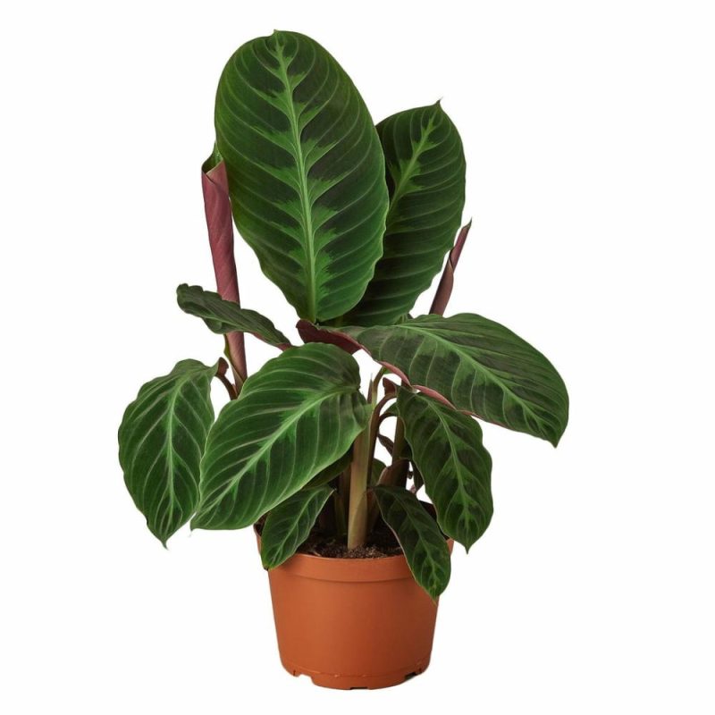 Plants | Calathea ‘Warscewiczii’ – 6″ Pot Plants Plants