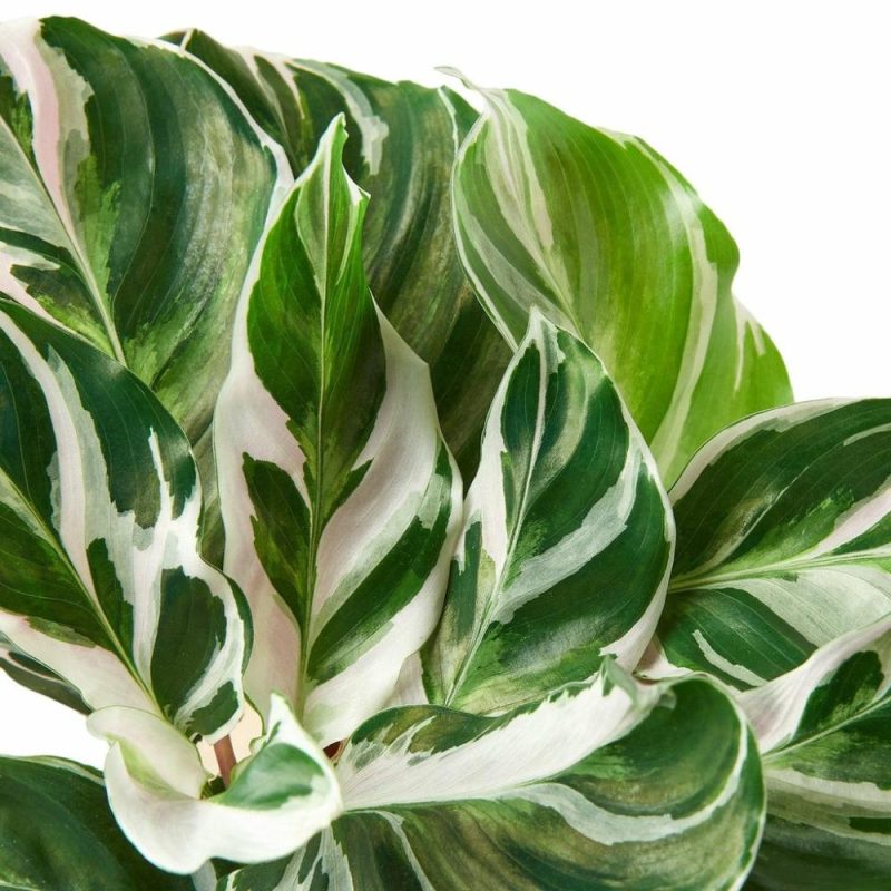 Plants | Calathea ‘White Fusion’ Plants Plants