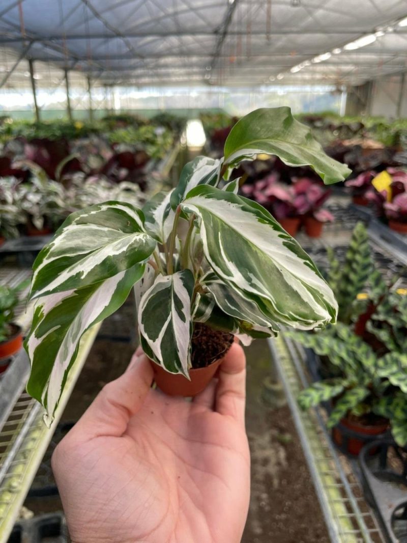 Plants | Calathea ‘White Fusion’ Plants Plants