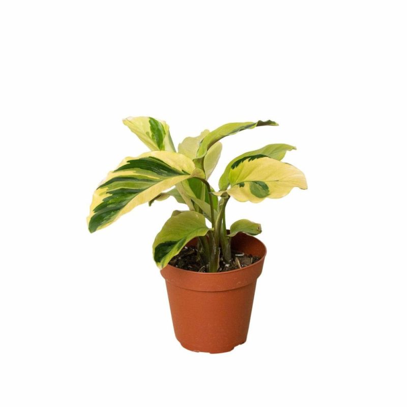 Plants | Calathea ‘Yellow Fusion’ Plants Plants