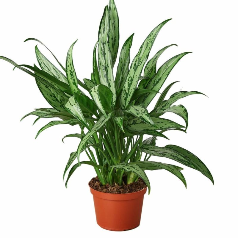 Plants | Chinese Evergreen ‘Cutlass’ Plants Plants