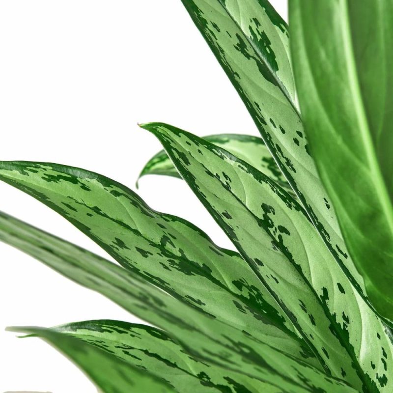 Plants | Chinese Evergreen ‘Cutlass’ Plants Plants