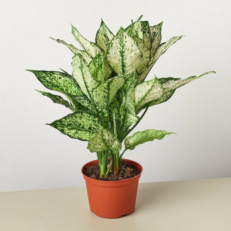 Plants | Chinese Evergreen ‘First Diamond’ Plants Plants