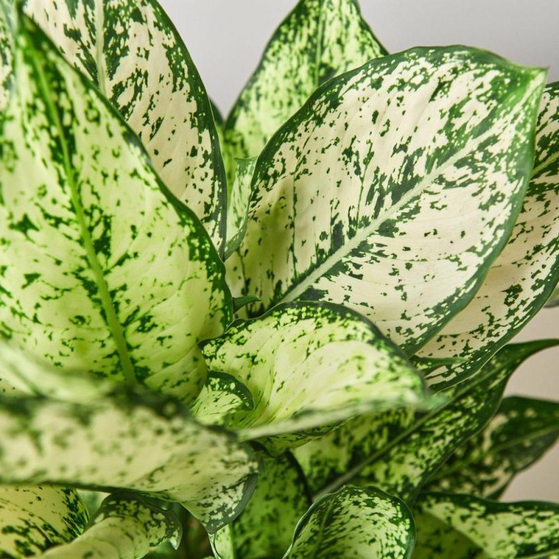 Plants | Chinese Evergreen ‘First Diamond’ Plants Plants