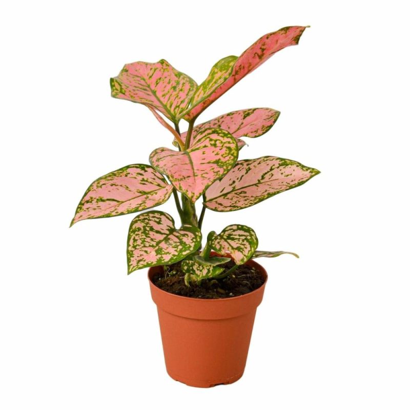 Plants | Chinese Evergreen ‘Lady Valentine’ Plants Plants