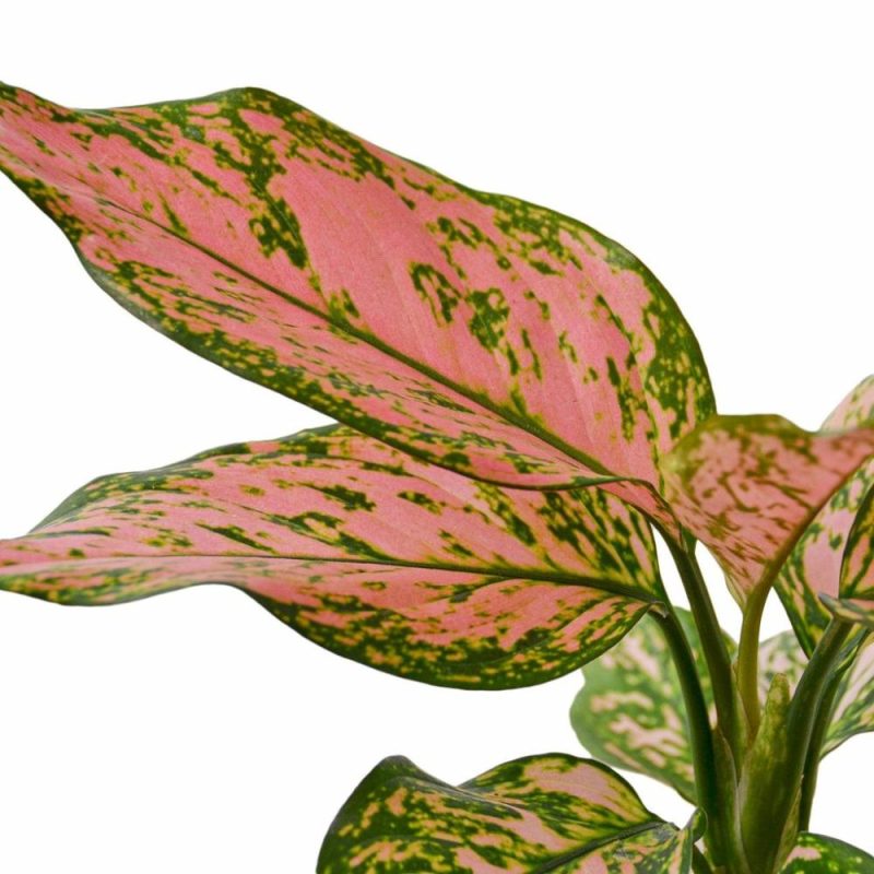 Plants | Chinese Evergreen ‘Lady Valentine’ Plants Plants