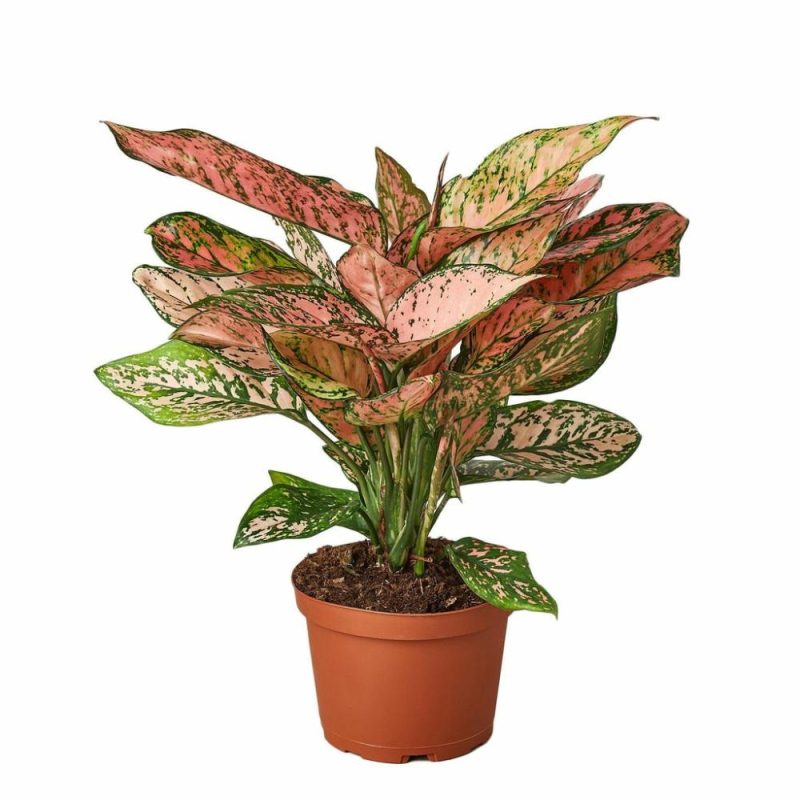 Plants | Chinese Evergreen ‘Lady Valentine’ Plants Plants