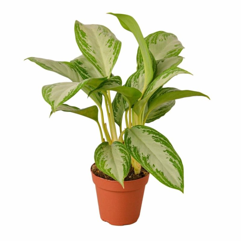 Plants | Chinese Evergreen ‘silver Bay’ Plants Plants