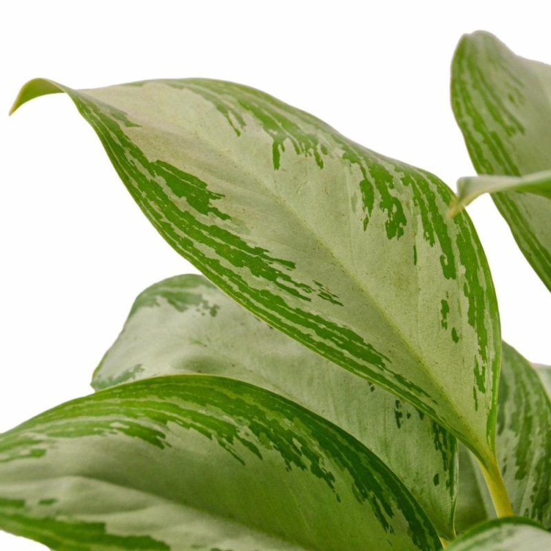 Plants | Chinese Evergreen ‘silver Bay’ Plants Plants