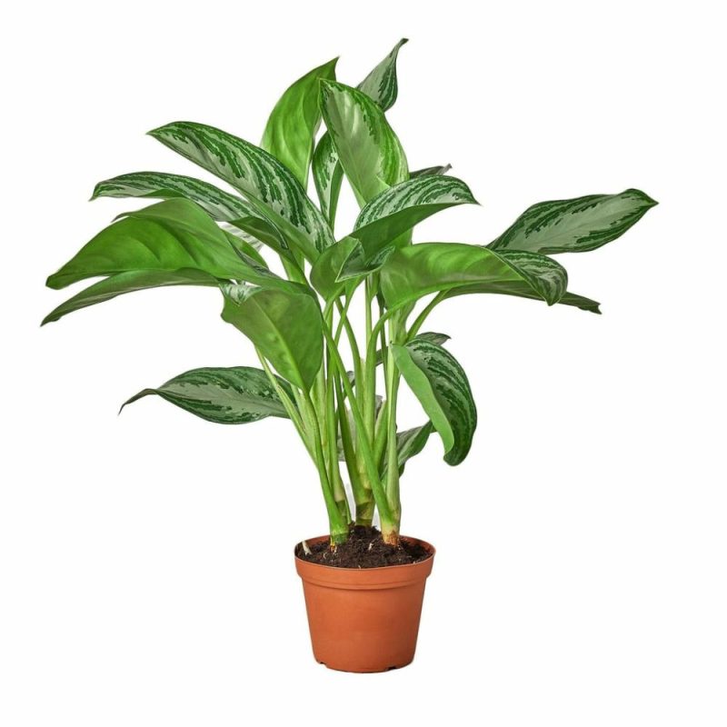 Plants | Chinese Evergreen ‘silver Bay’ Plants Plants