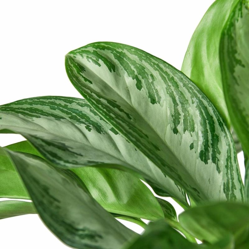 Plants | Chinese Evergreen ‘silver Bay’ Plants Plants