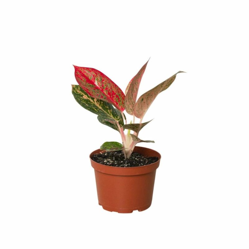 Plants | Chinese Evergreen ‘starburst’ Plants Plants