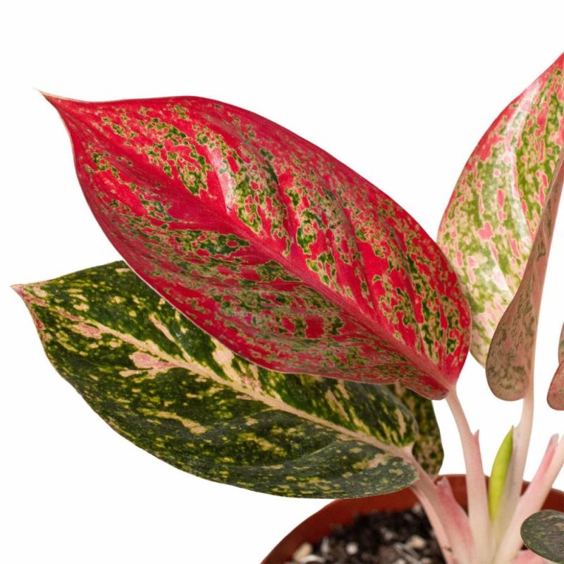 Plants | Chinese Evergreen ‘starburst’ Plants Plants