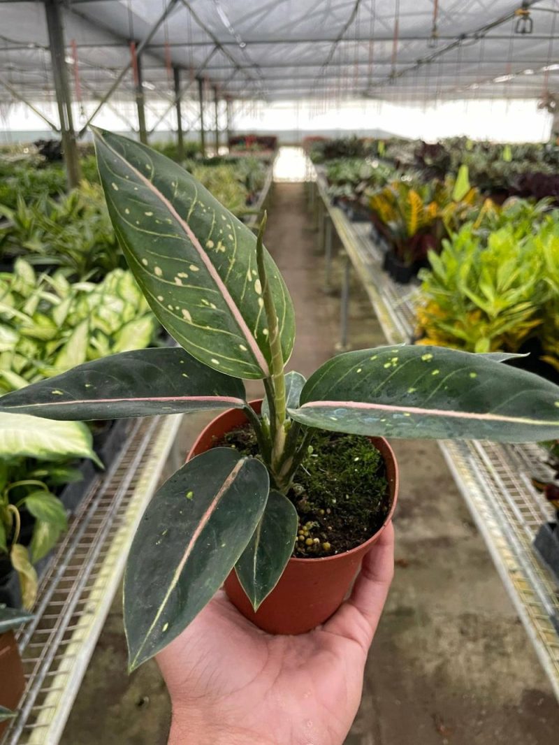 Plants | Chinese Evergreen ‘stars’ Plants Plants