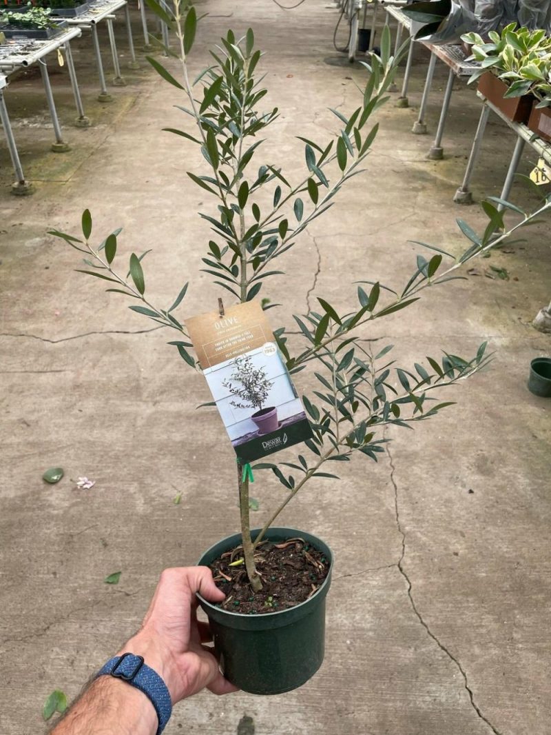 Plants | Common Olive Tree (Olea Europaea) Plants Plants