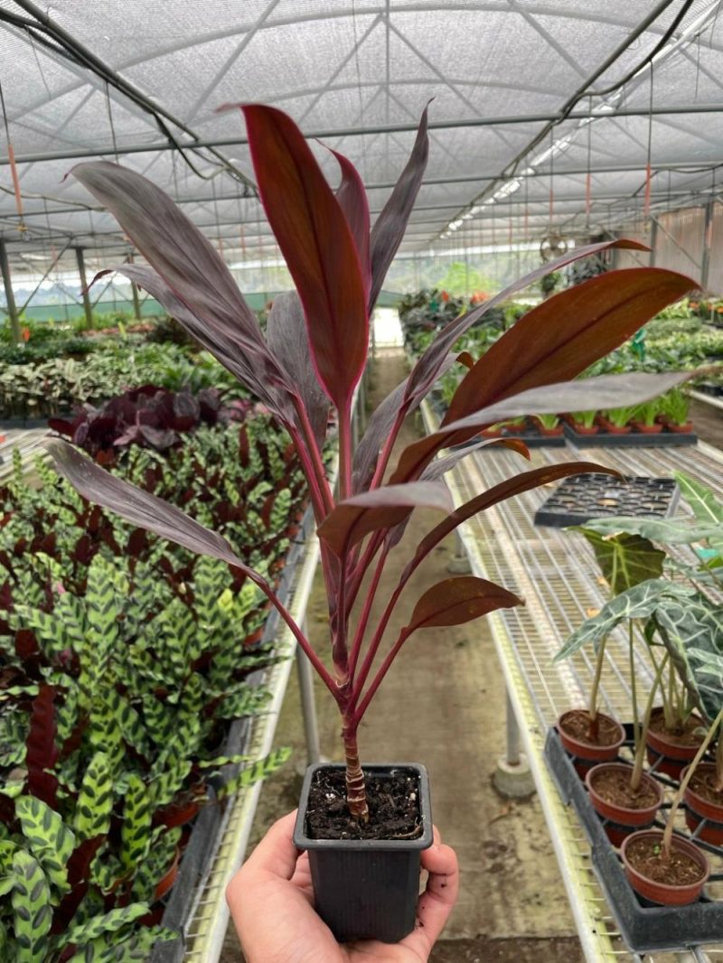 Plants | Cordyline ‘Calypso Queen’ Plants Plants