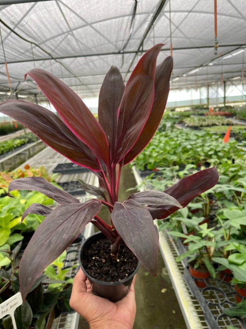 Plants | Cordyline ‘Calypso Queen’ Plants Plants