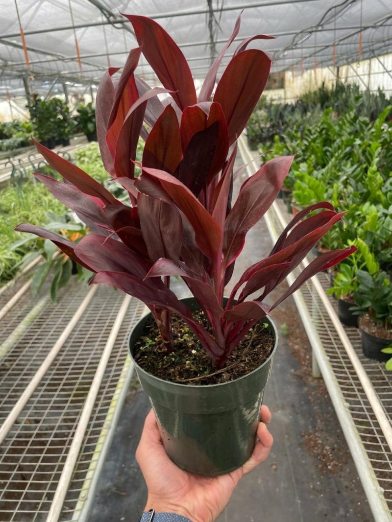 Plants | Cordyline ‘Calypso Queen’ Plants Plants