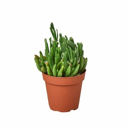 Plants | Crassula Ovata ‘Gollum Jade’ Succulent – 4″ Pot Plants Plants