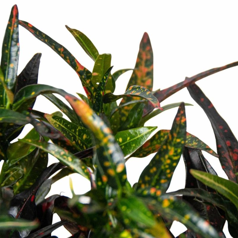 Plants | Croton ‘Freckles’ Plants Plants