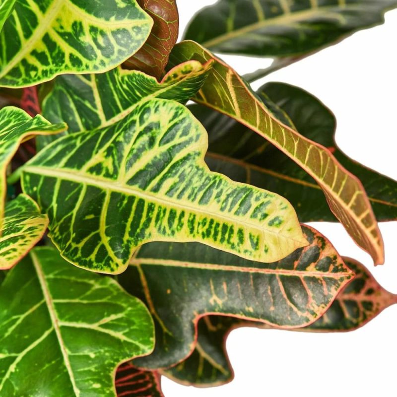 Plants | Croton ‘Oak Leaf’ Plants Plants