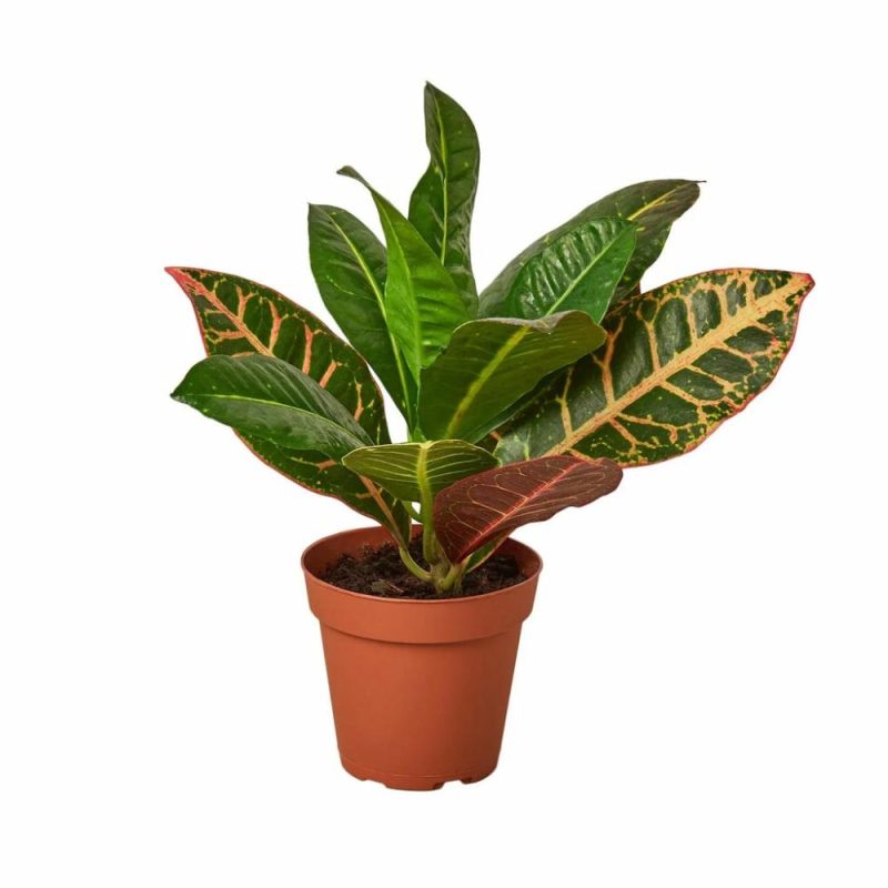 Plants | Croton Petra ‘Joseph’s Coat’ Plants Plants